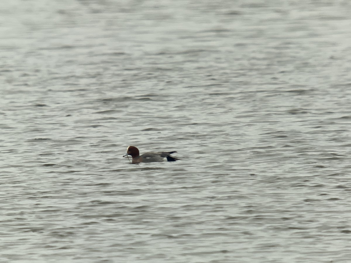 Eurasian Wigeon - ML529539551