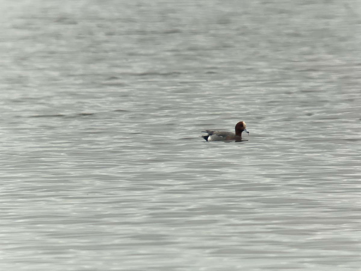 Eurasian Wigeon - ML529539561