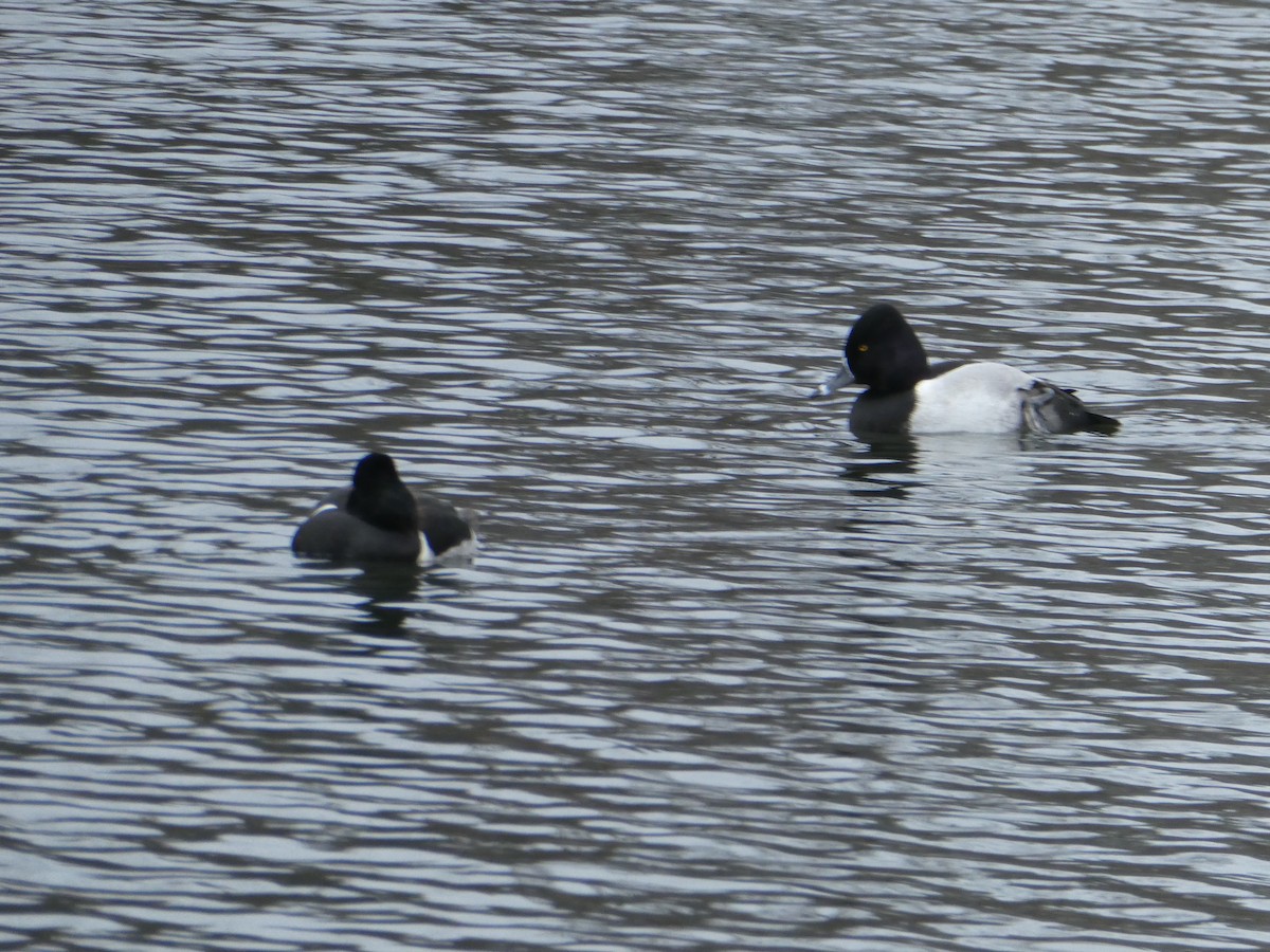 Ring-necked Duck - ML529539761