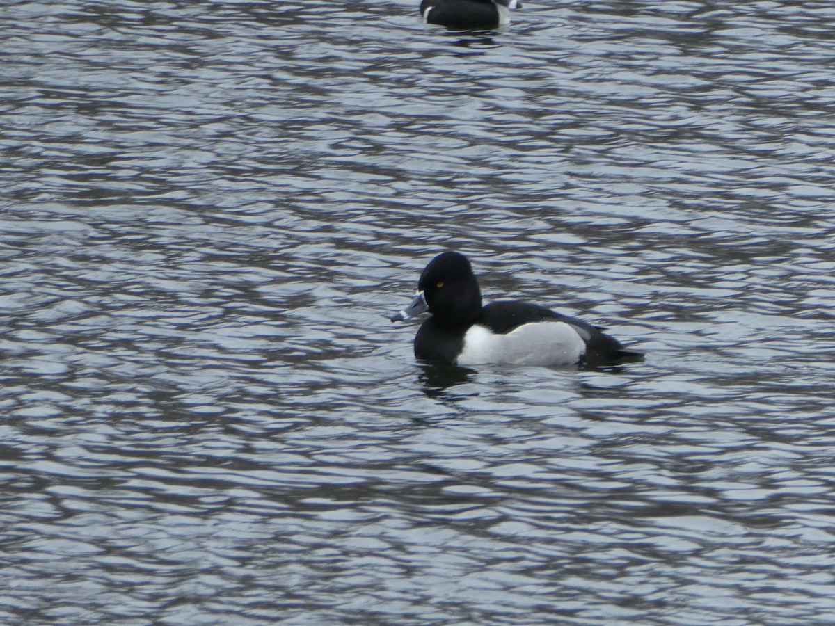 Ring-necked Duck - ML529539771