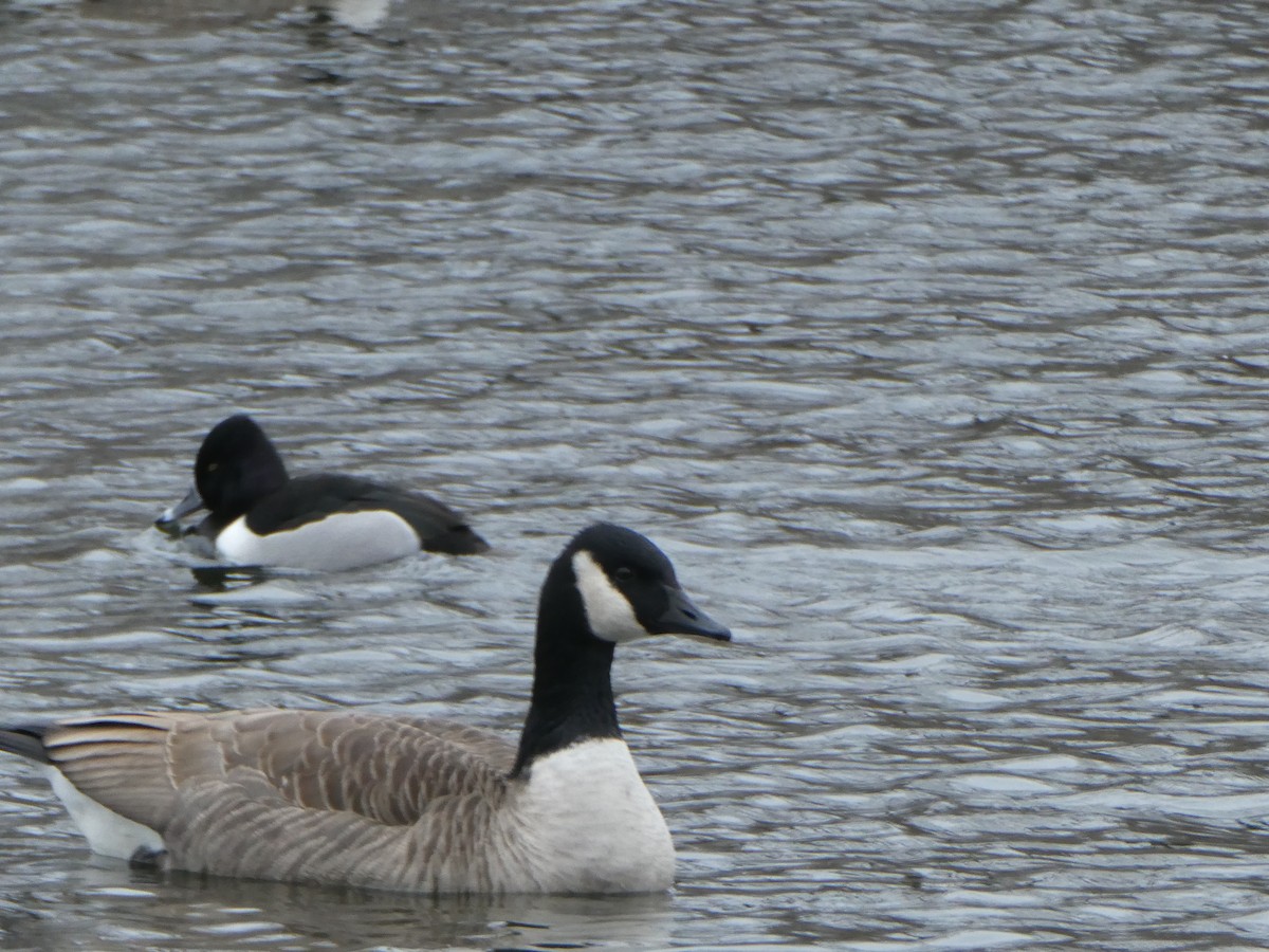 Ring-necked Duck - ML529539781