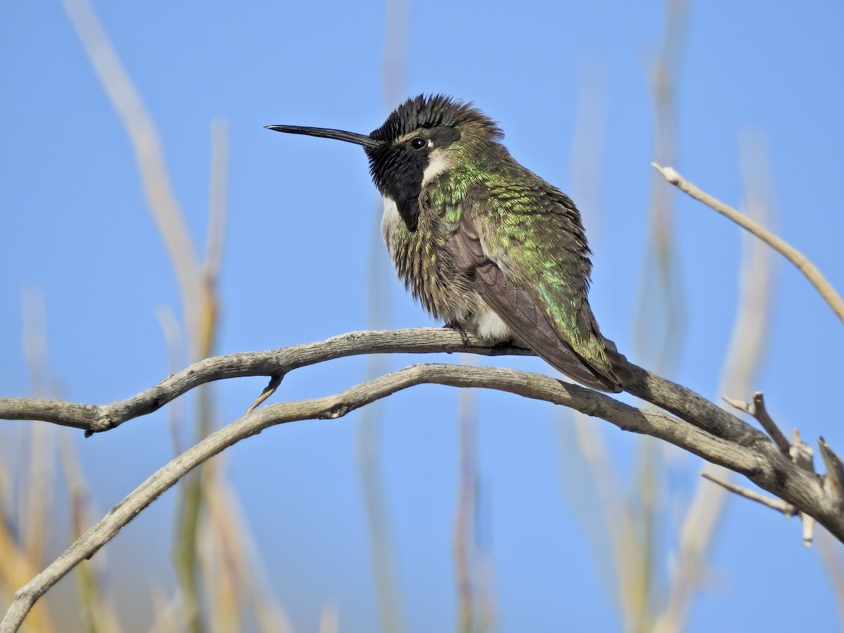 Costa's Hummingbird - ML529539811