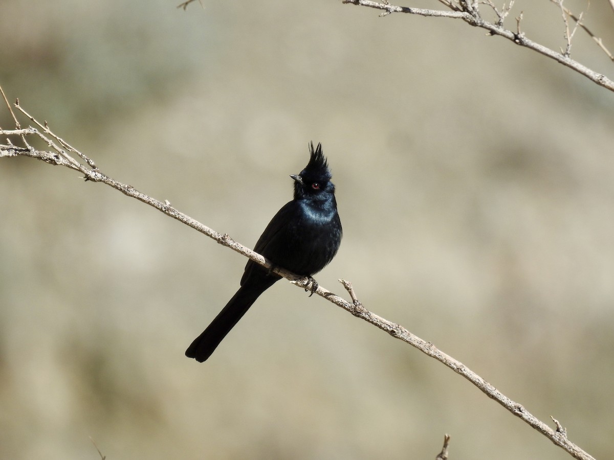 Phainopepla - Seema Sheth