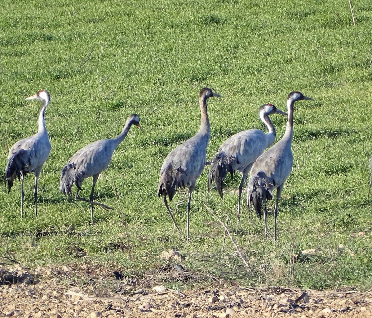 Grulla Común - ML529540381