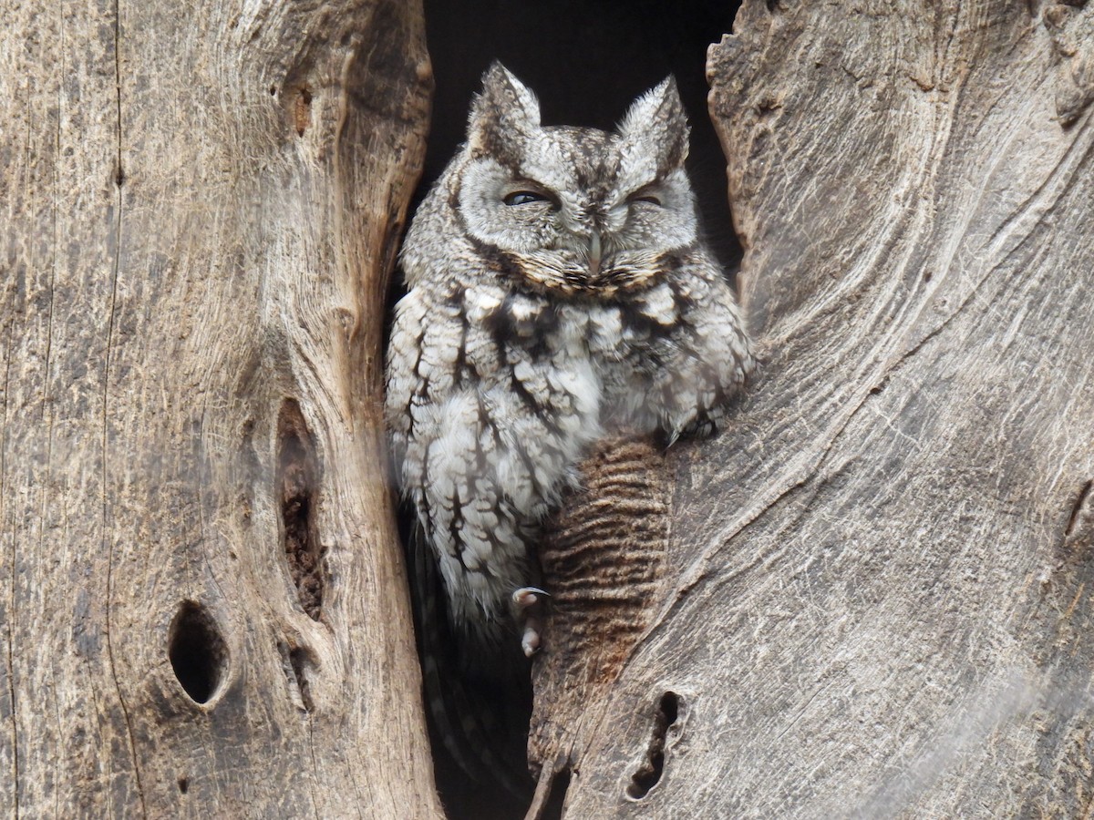 Eastern Screech-Owl - ML529540611