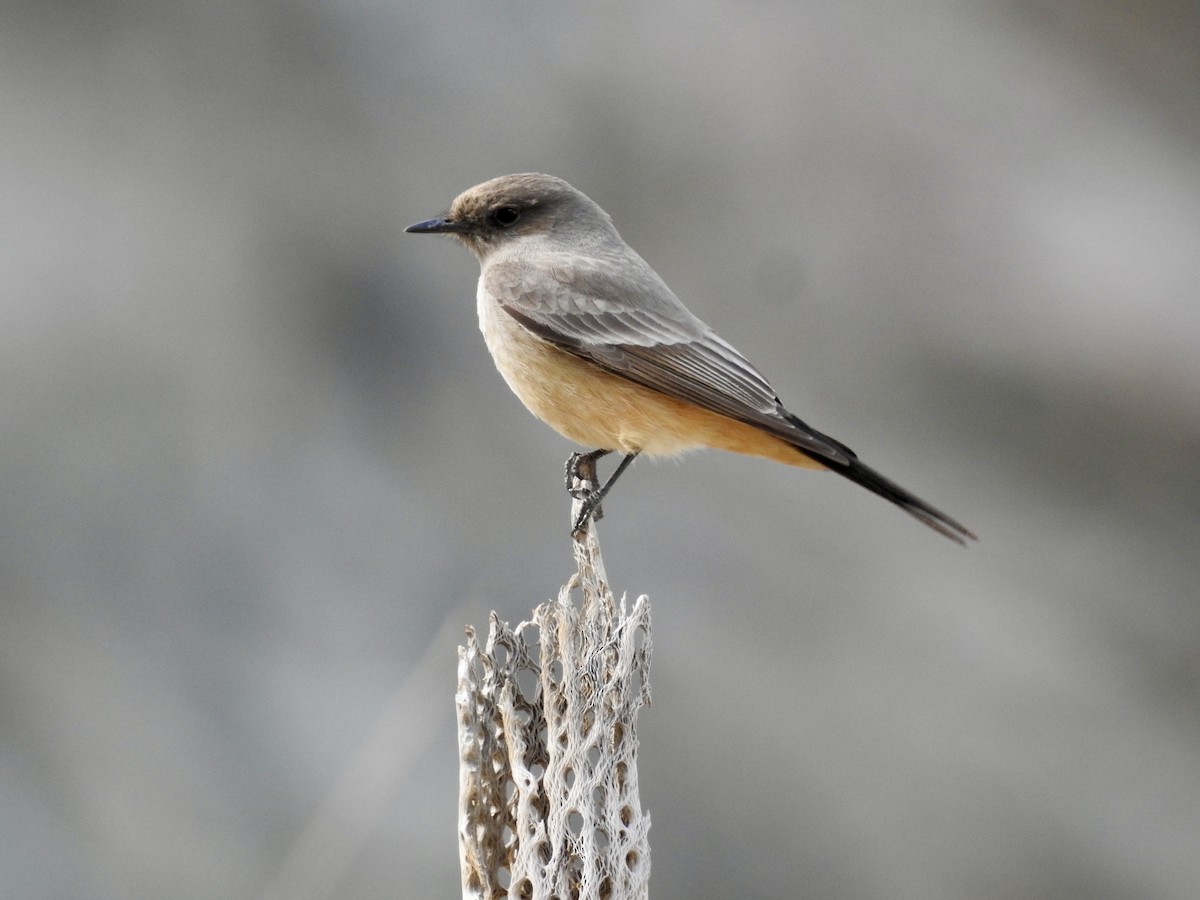 Say's Phoebe - ML529540821