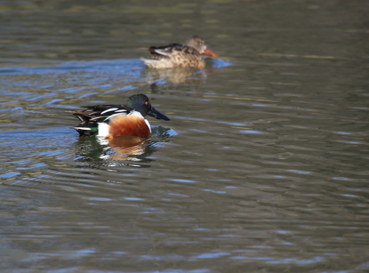 Northern Shoveler - ML529541681