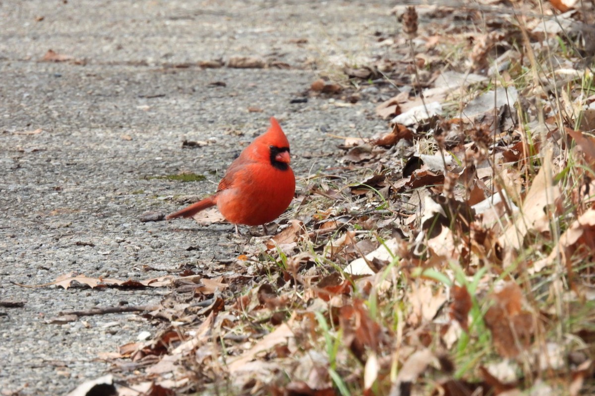 Cardinal rouge - ML529541731