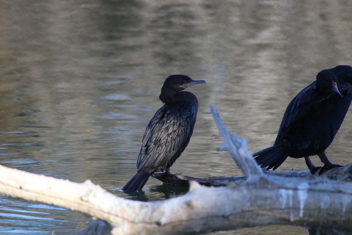 Cormorán Biguá - ML529542421