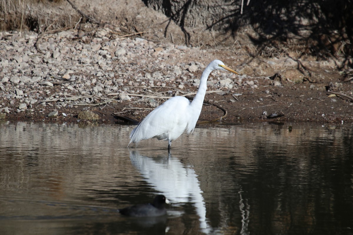 Great Egret - ML529542701