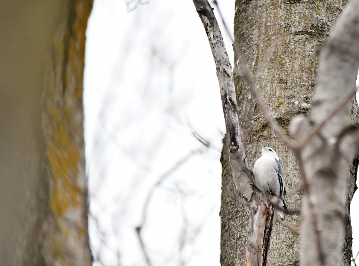 White-breasted Nuthatch - ML529542921