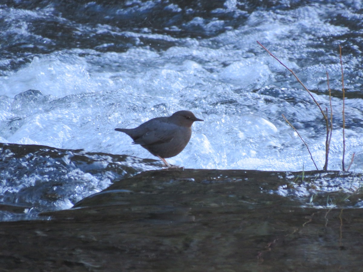 American Dipper - ML529543121