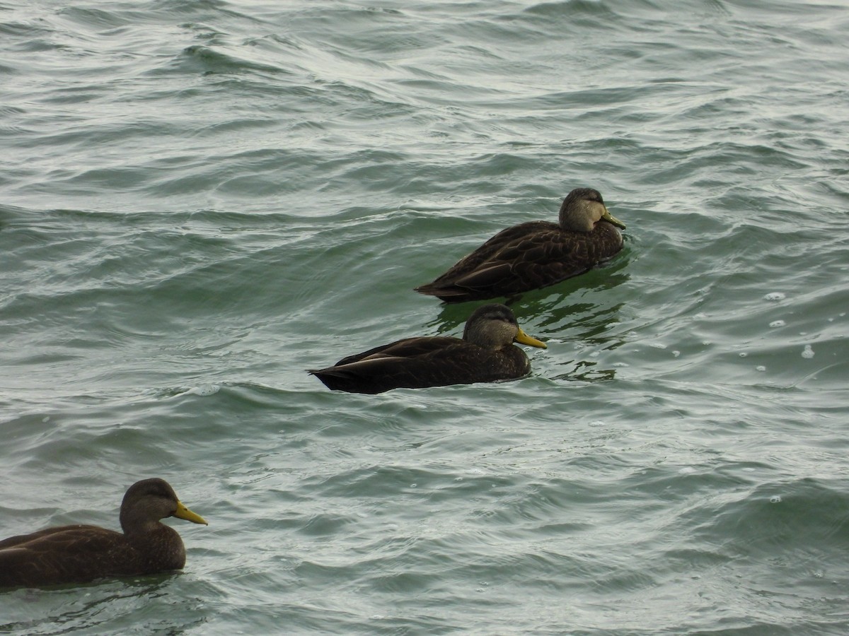 American Black Duck - ML529543571