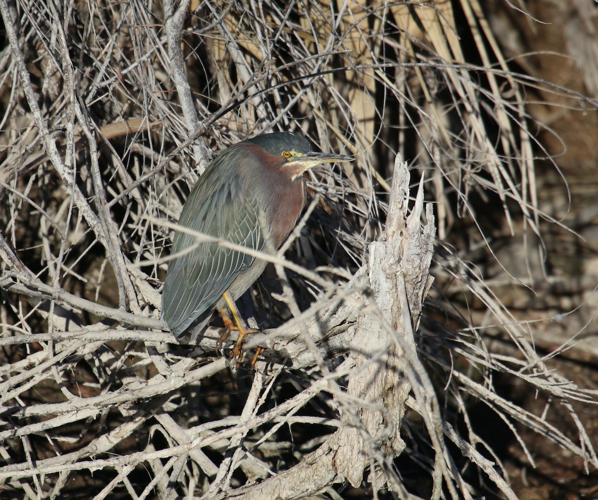 Green Heron - Ed Dukart