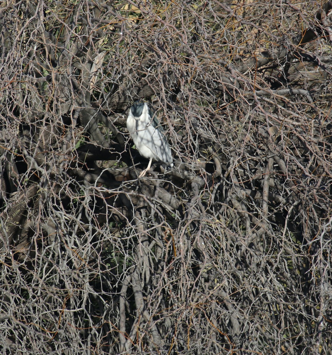 Black-crowned Night Heron - ML529544321