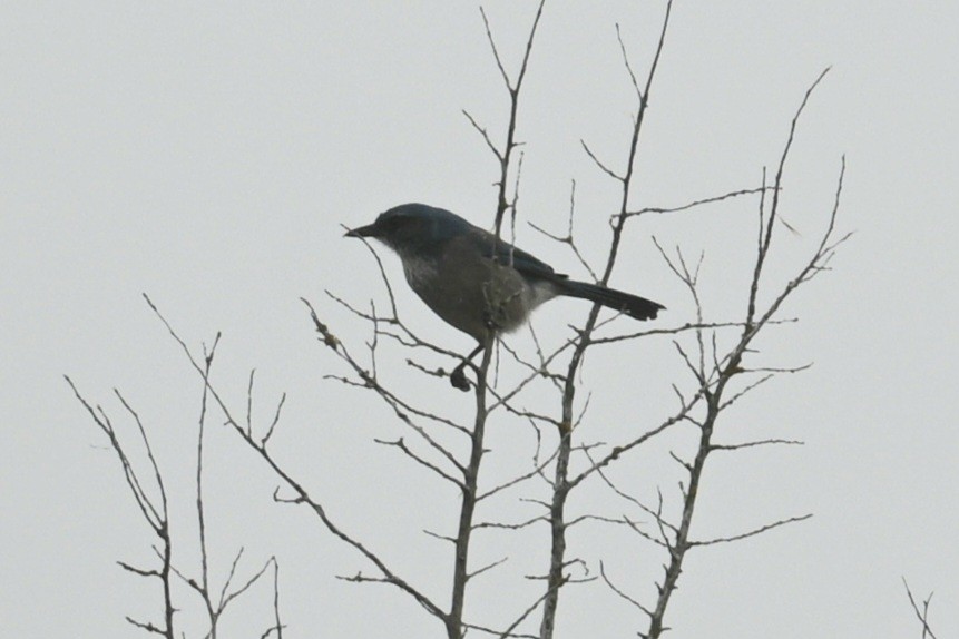 Woodhouse's Scrub-Jay - ML529544611