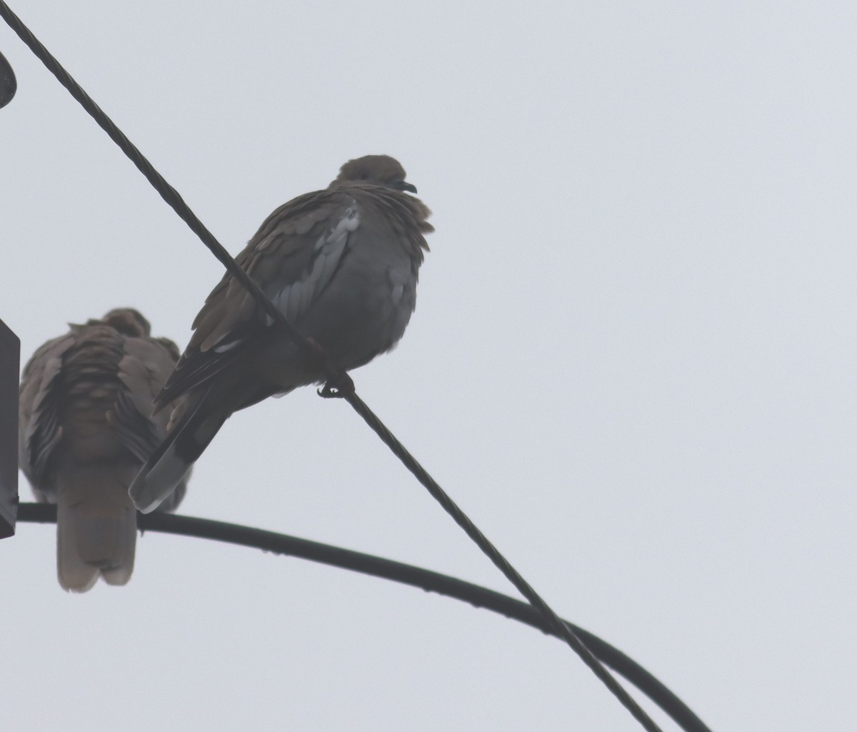 White-winged Dove - David Hurst