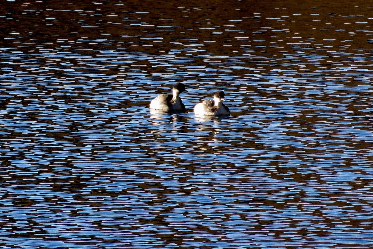 Silvery Grebe - ML529545231