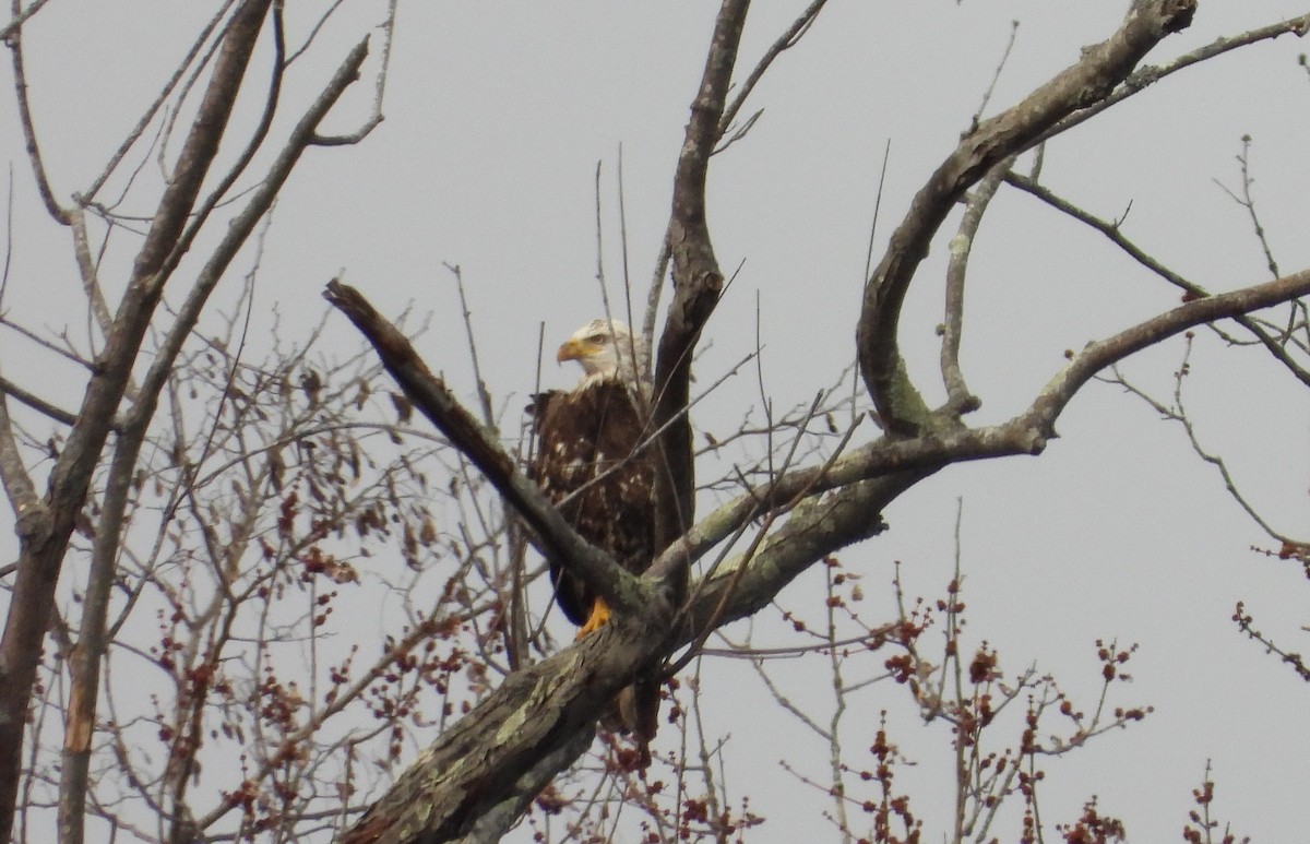 Bald Eagle - ML529545531