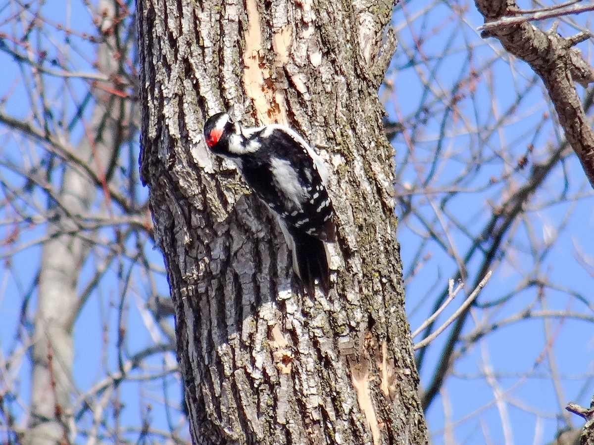 Hairy Woodpecker (Eastern) - John Tollefson