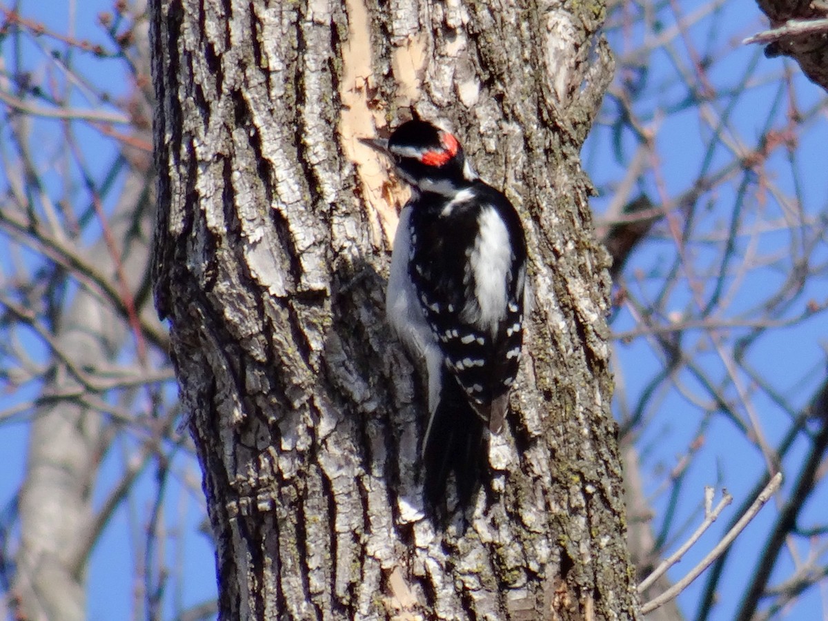 Hairy Woodpecker (Eastern) - John Tollefson