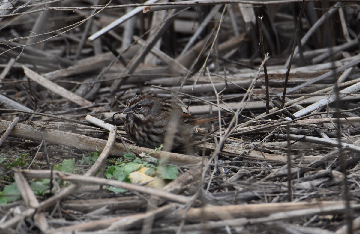 Song Sparrow - ML529549051