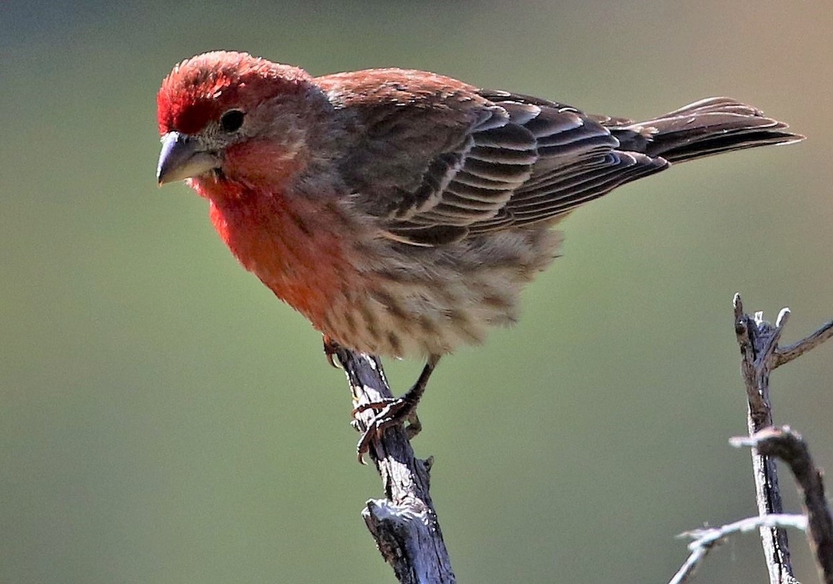 House Finch - ML529550931