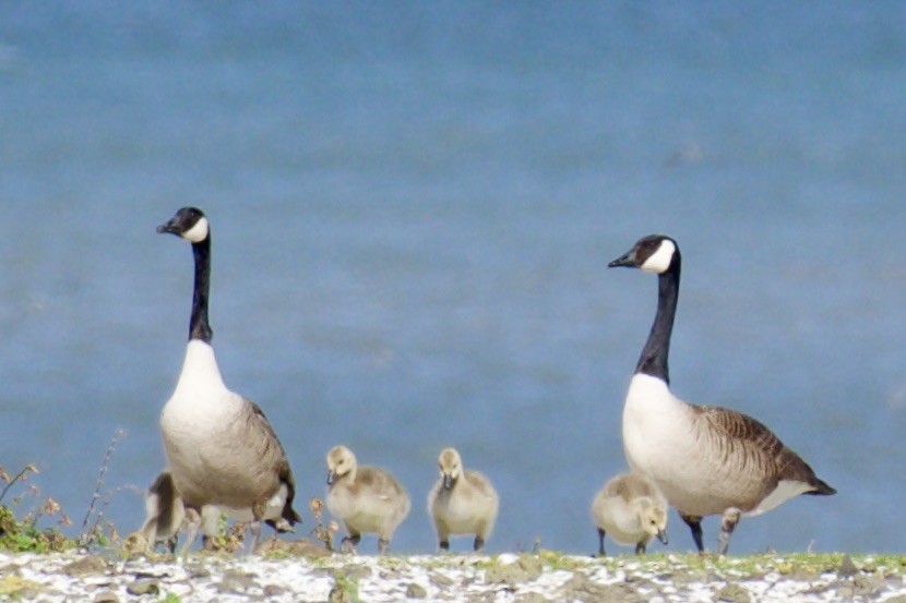 Canada Goose - ML529551101