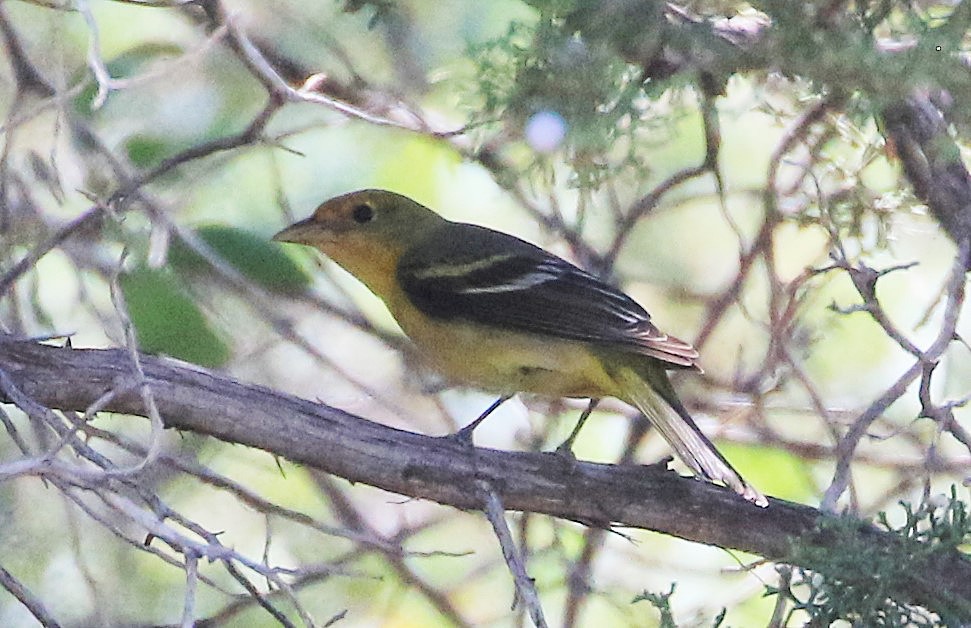 Western Tanager - S & J Rodominick