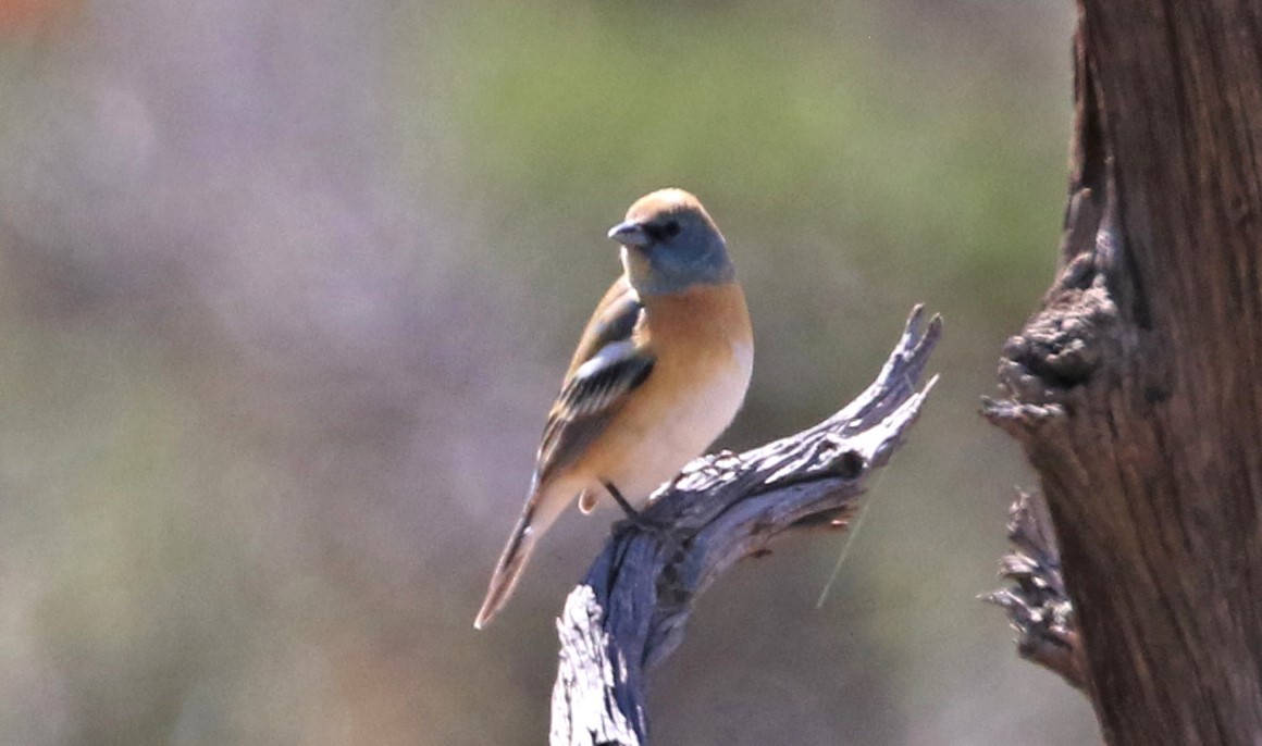 Lazuli Bunting - S & J Rodominick