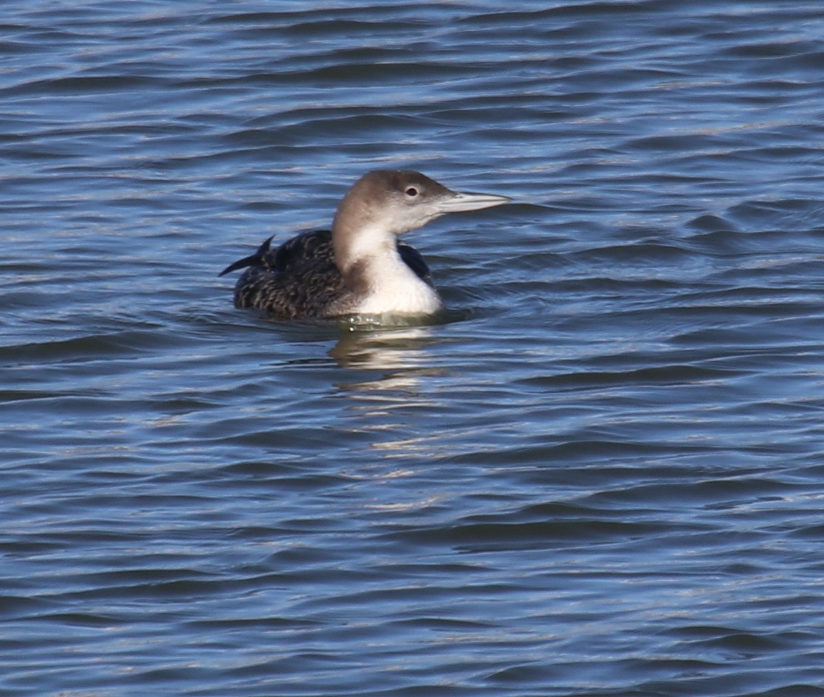 Common Loon - ML529551711