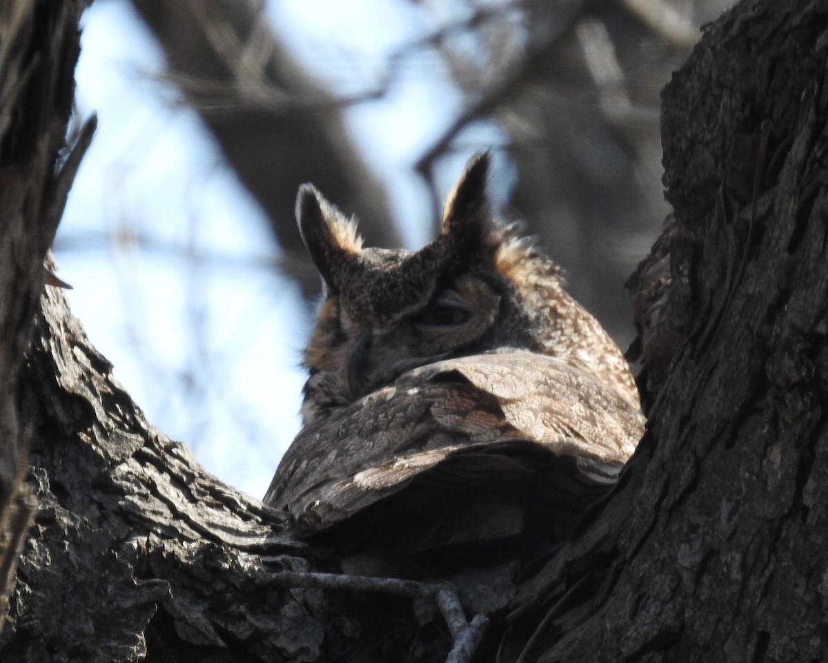 Great Horned Owl - ML529552261