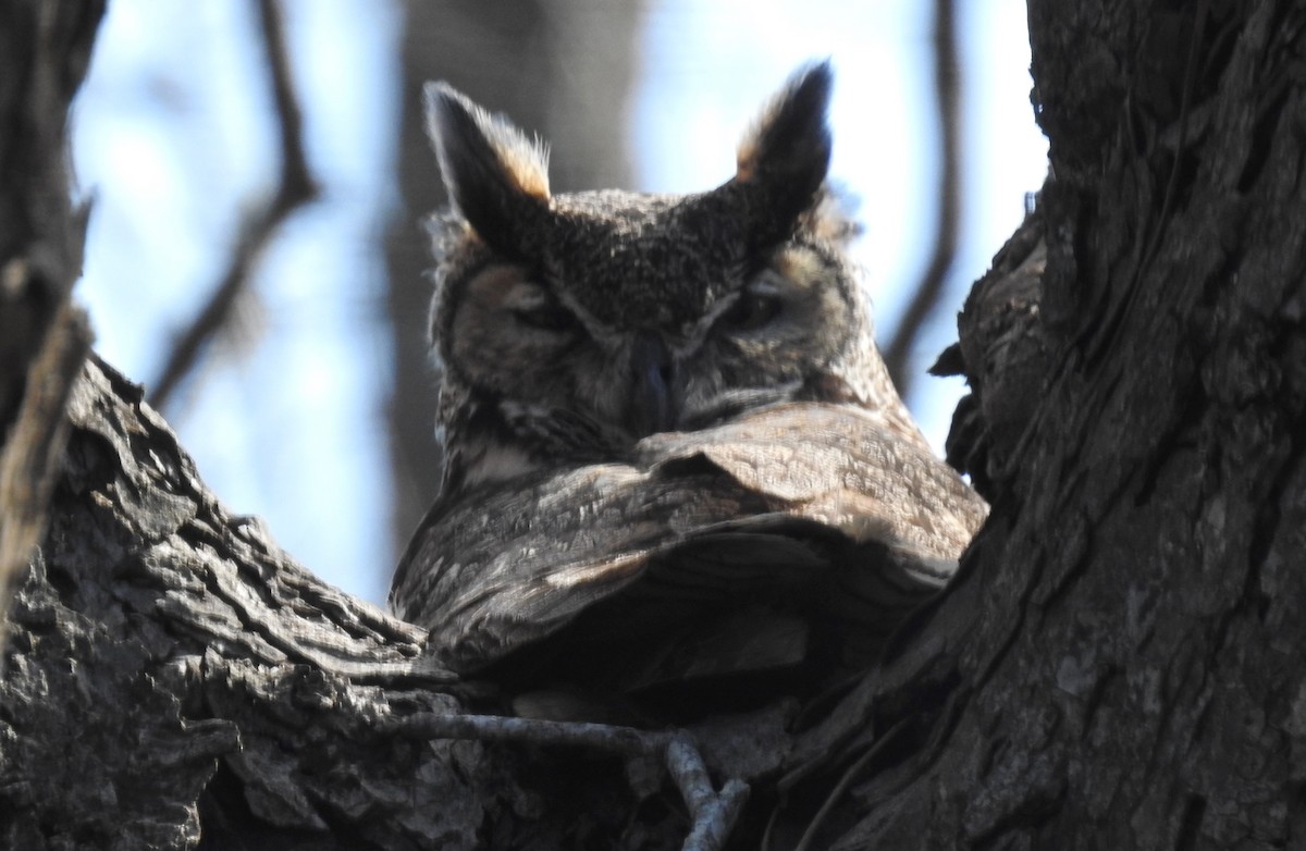 Great Horned Owl - ML529552271