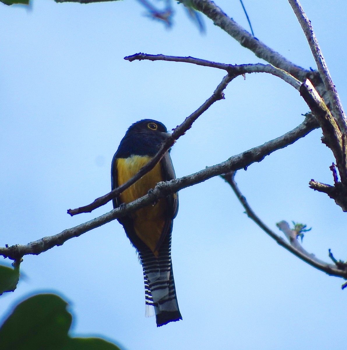 new world trogon sp. - ML52955321