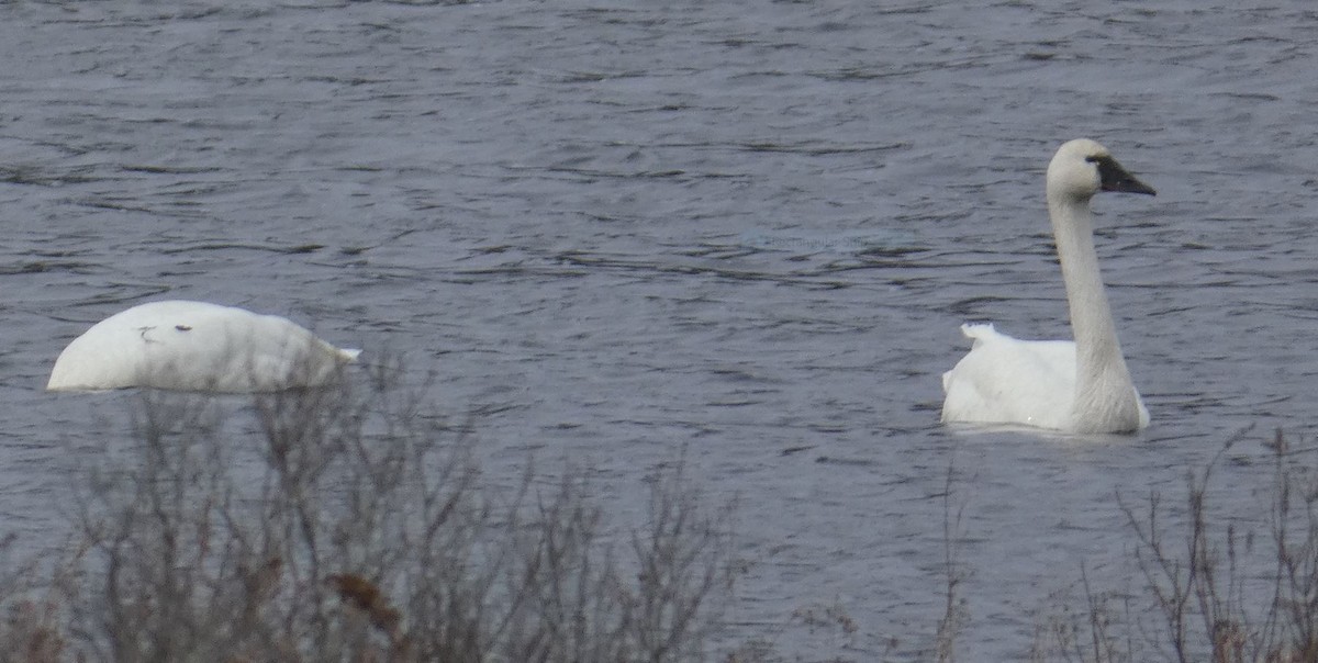 Tundra Swan - ML529553371