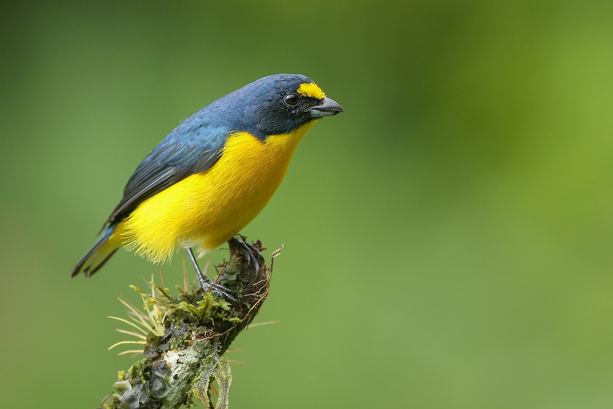 Yellow-throated Euphonia - ML529553891