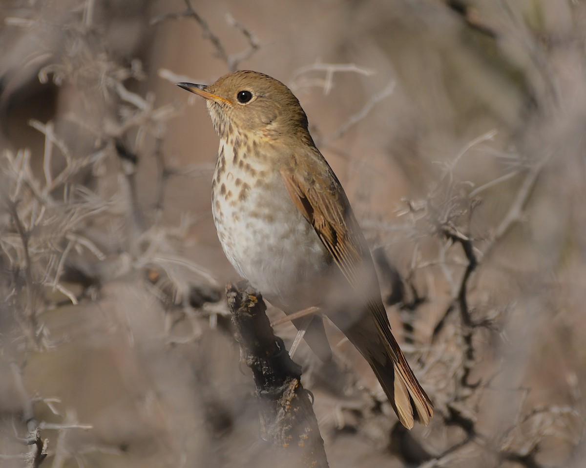 Hermit Thrush - ML529554081