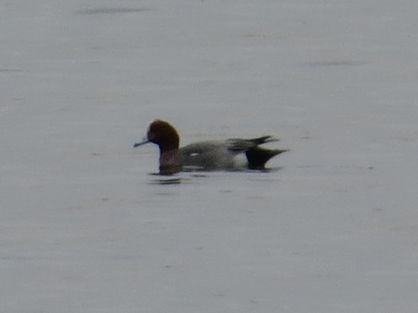 Eurasian Wigeon - Seamus Gourley