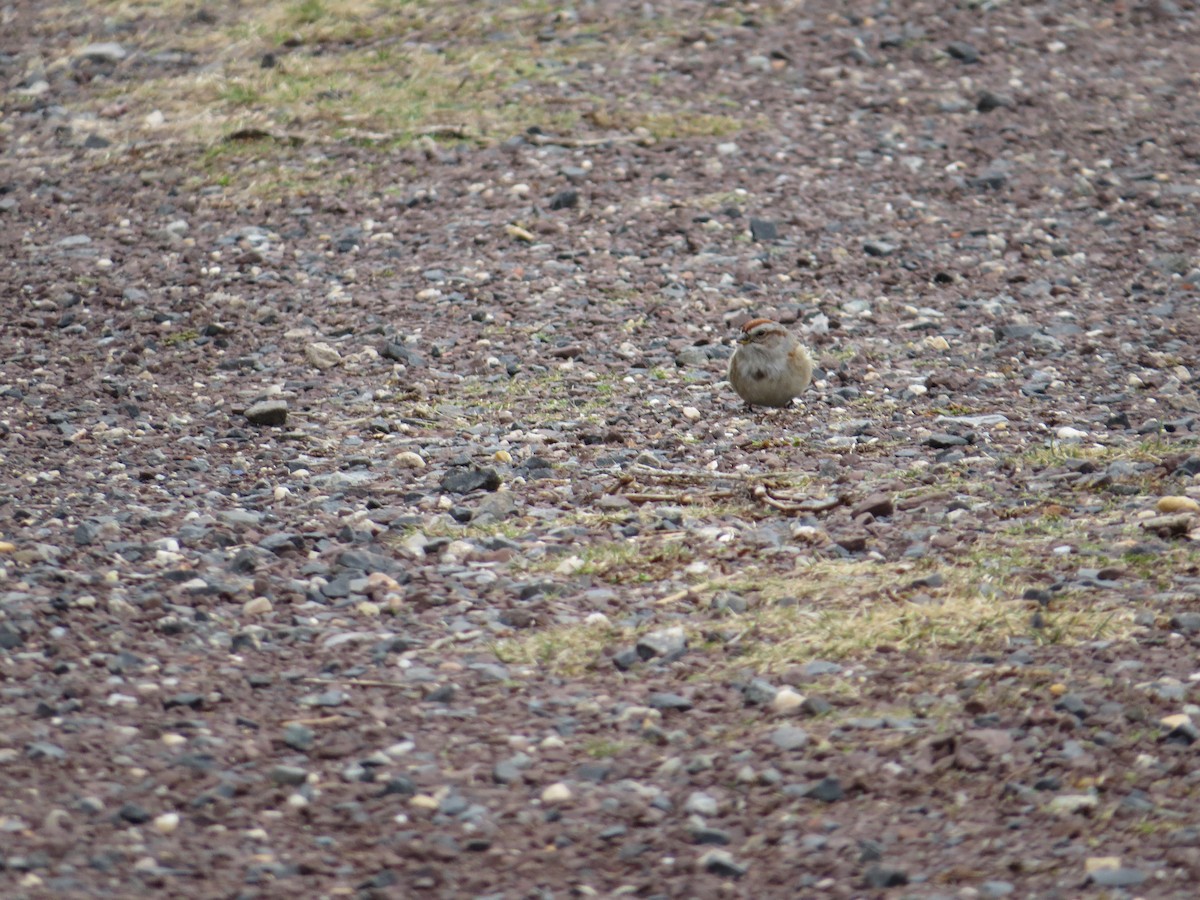 American Tree Sparrow - ML529554971