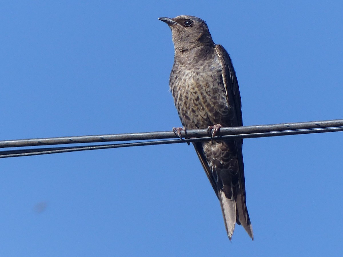 jiřička jižní - ML529555331