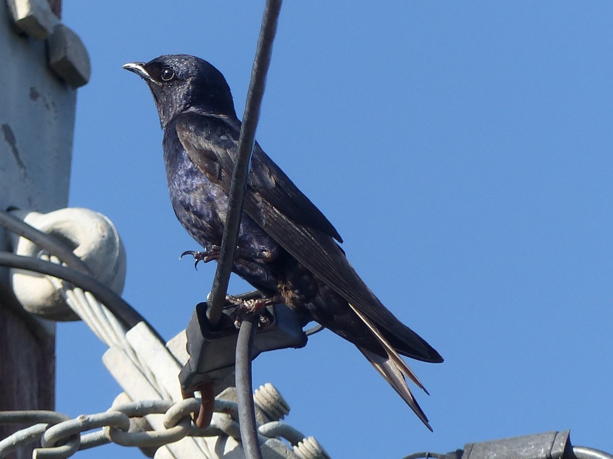 jiřička jižní - ML529555441