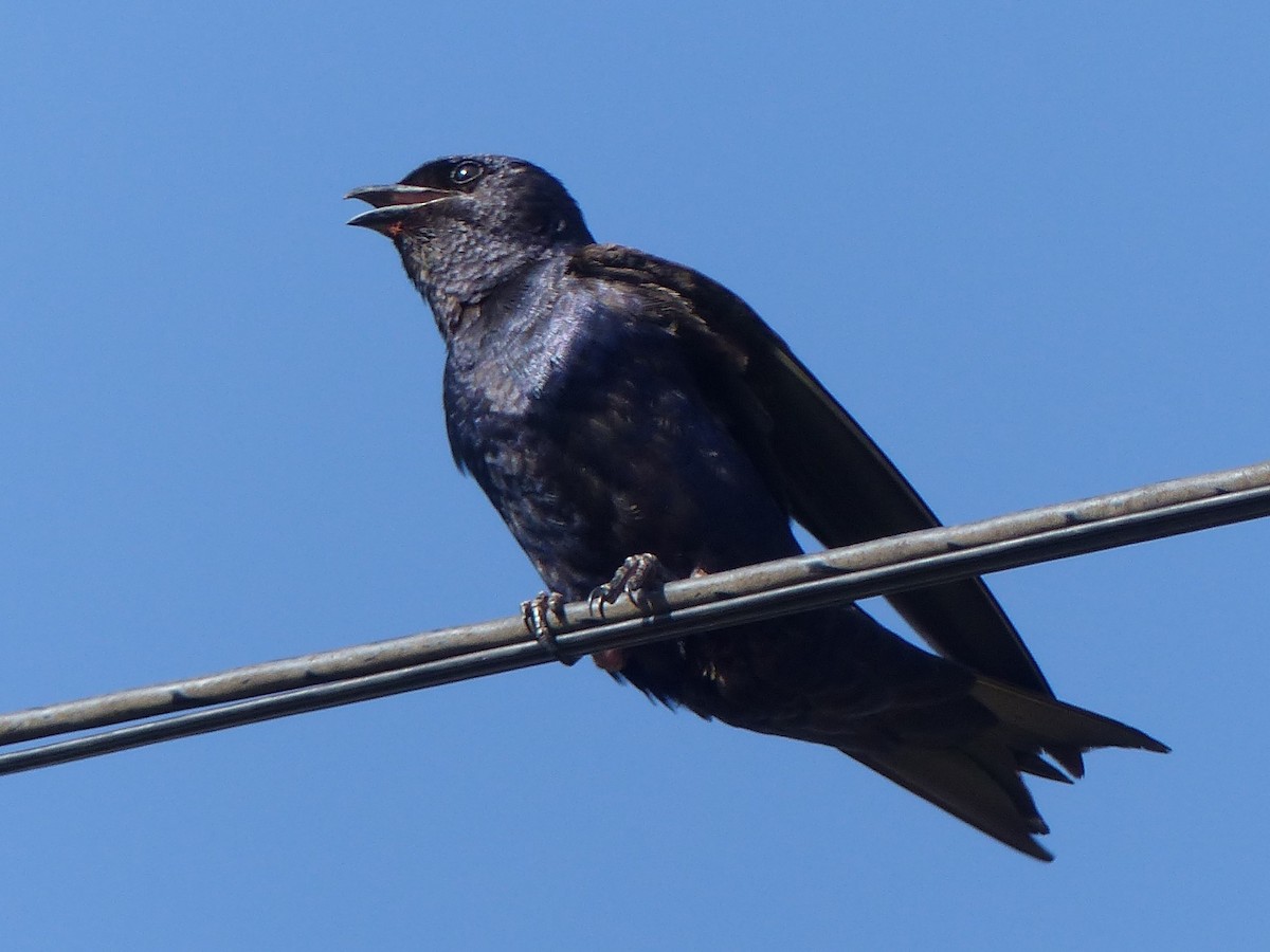 jiřička jižní - ML529555551