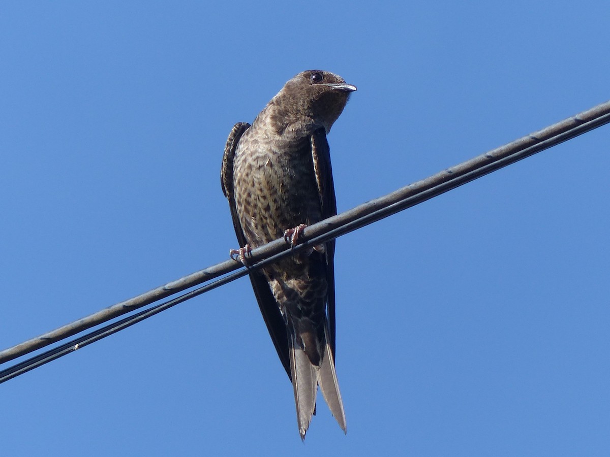 jiřička jižní - ML529555581