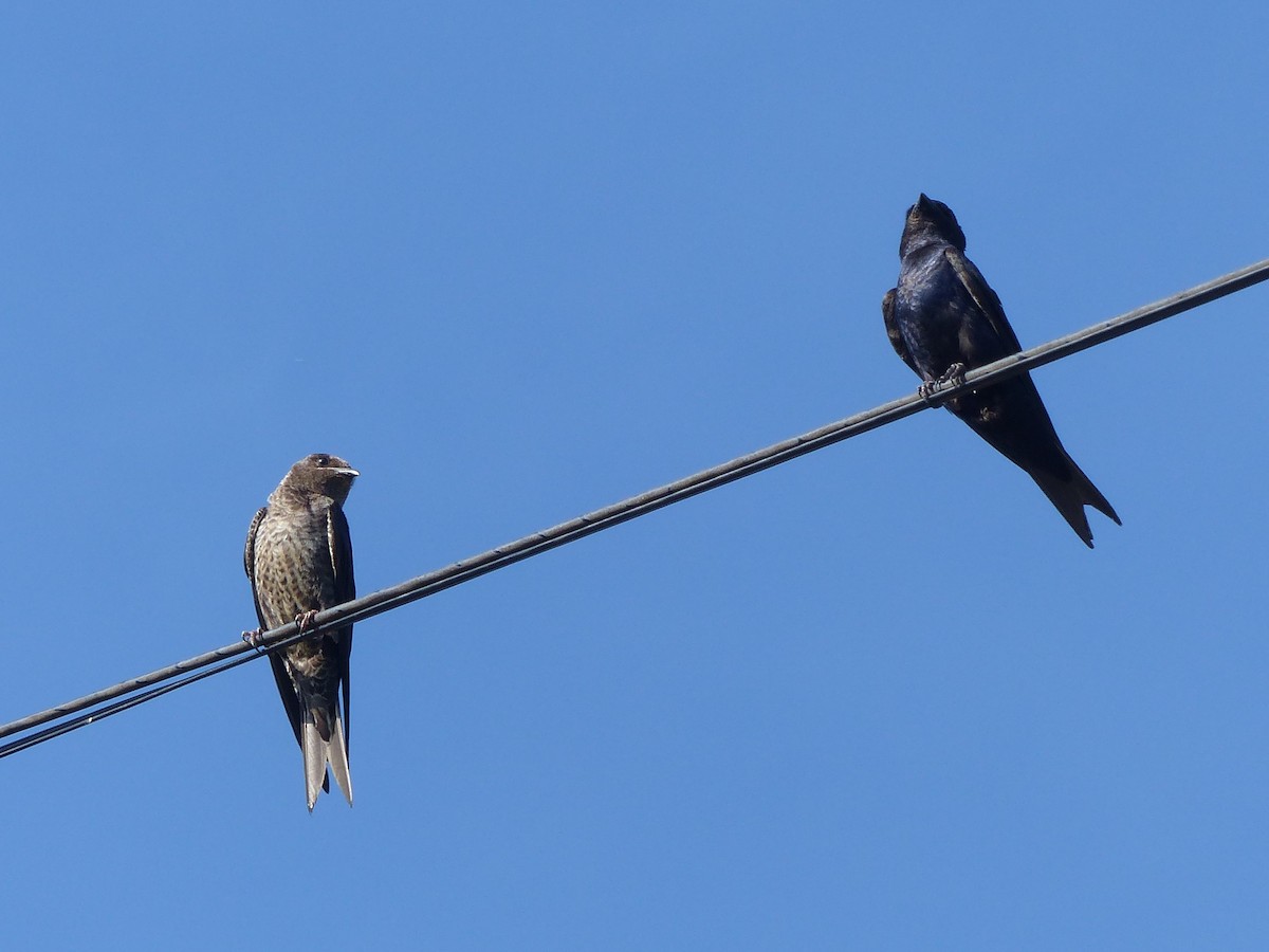 jiřička jižní - ML529555661