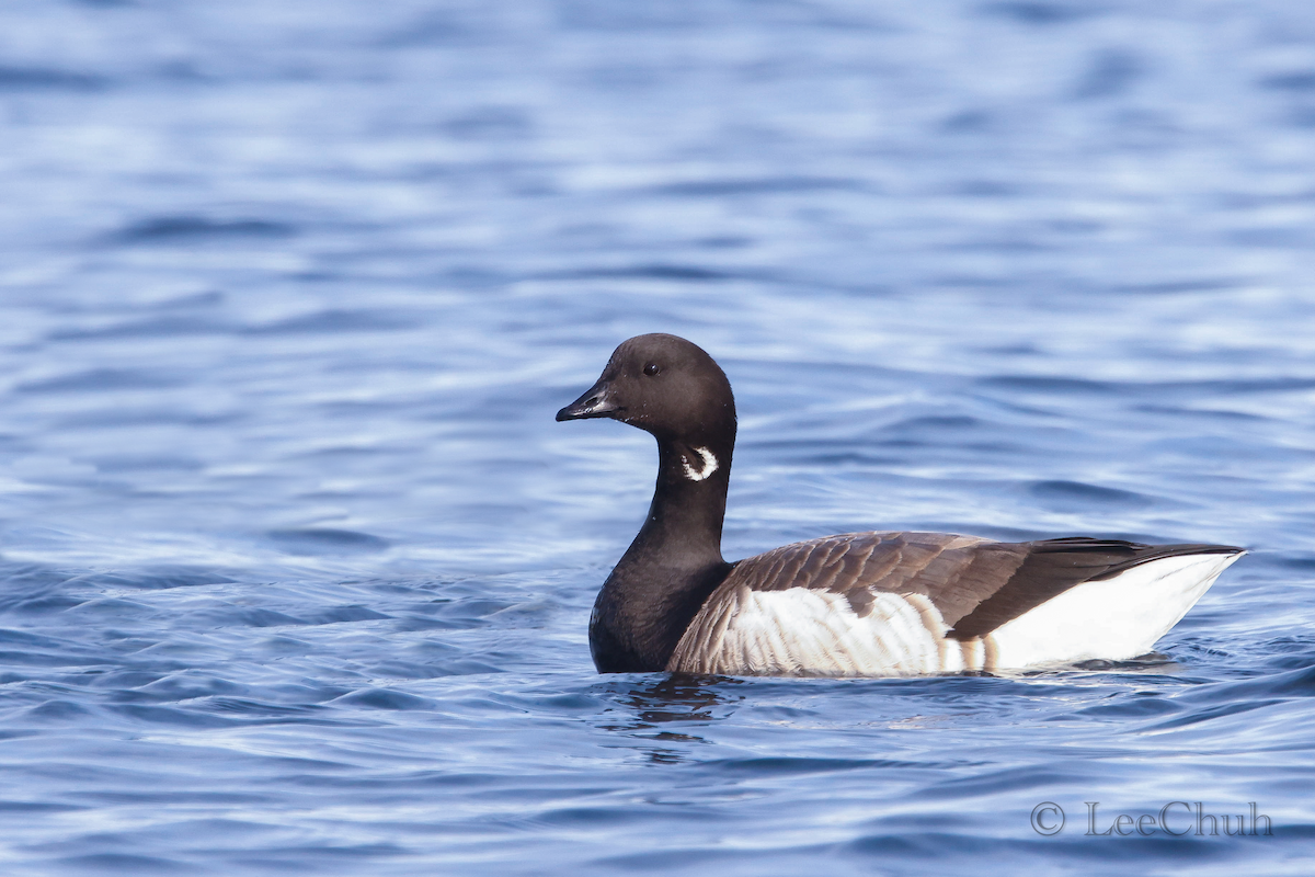 Brant - ML529555821