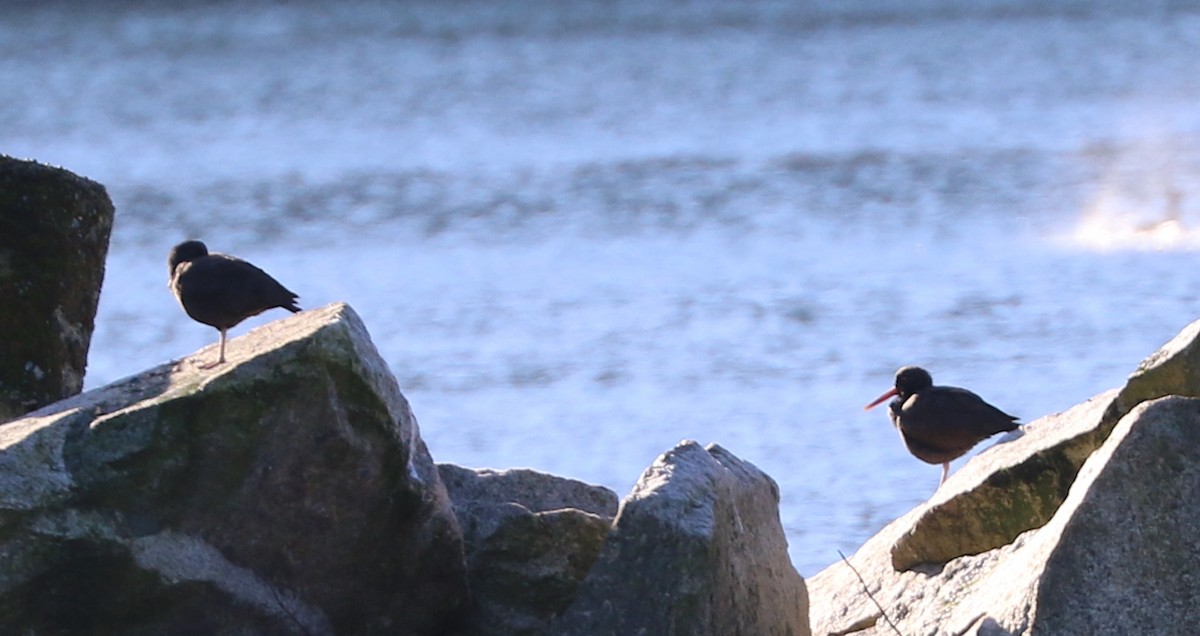 Black Oystercatcher - Mike Fung