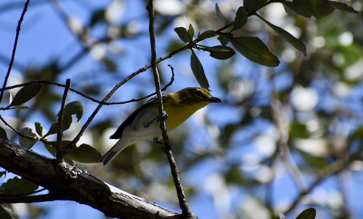 Yellow-throated Vireo - ML529559711
