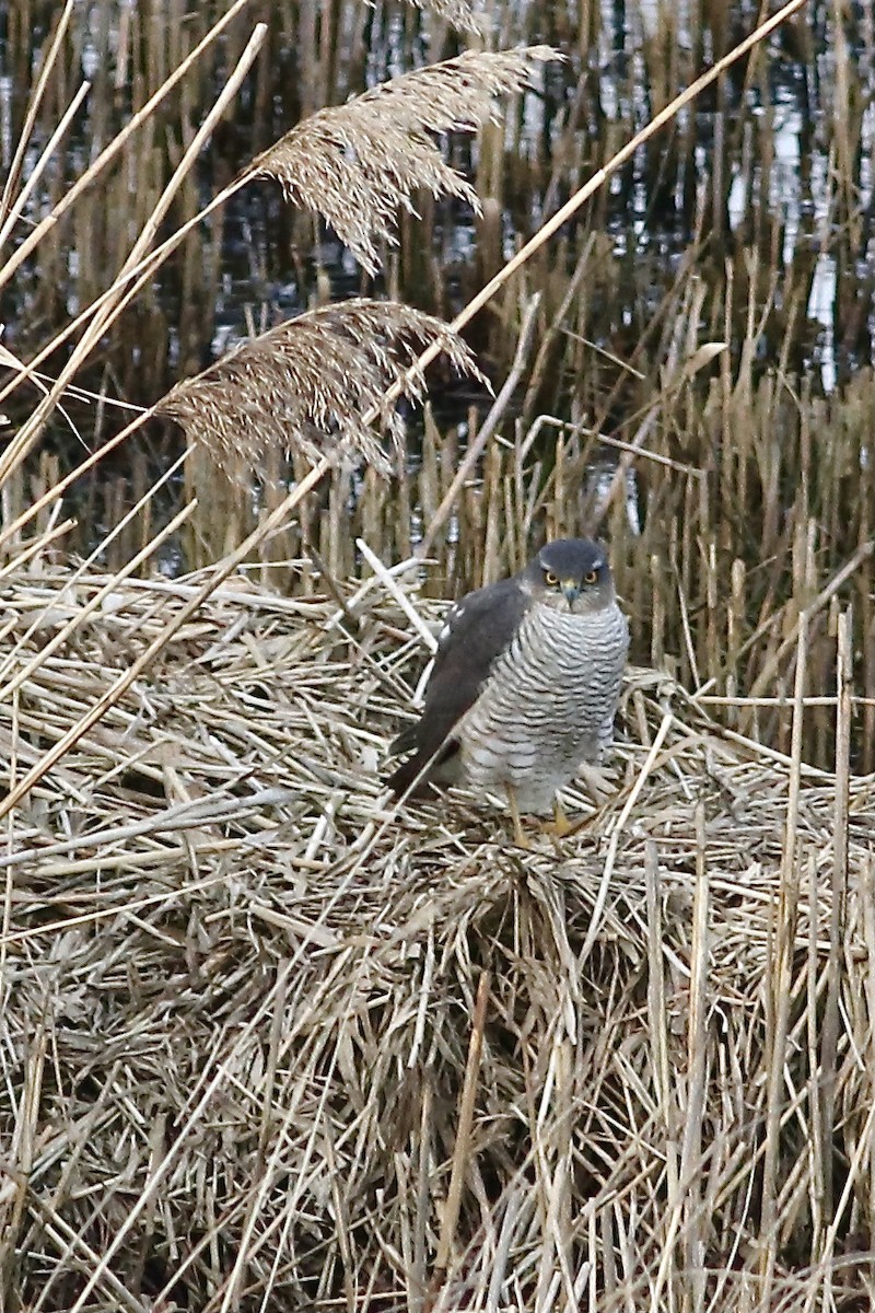 Eurasian Sparrowhawk - ML529559851