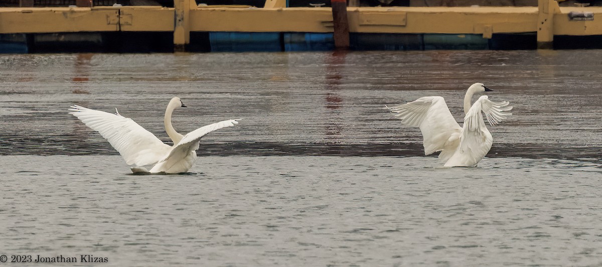 Tundra Swan - ML529560091