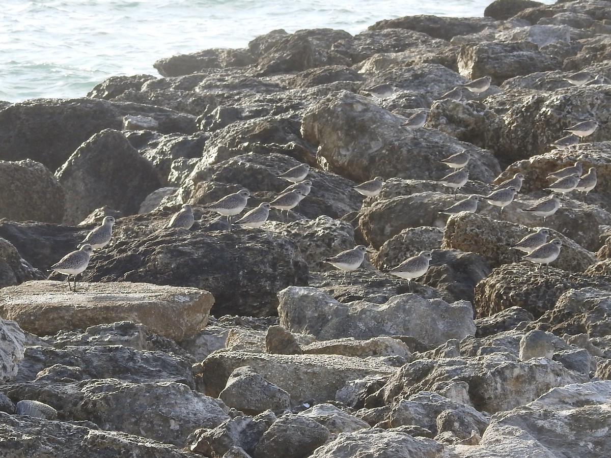 Black-bellied Plover - ML529560151